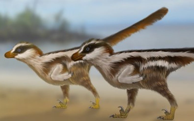 Tiny Footprints May Have Been Made By World S Smallest Nonavian Dinosaur Scientific American