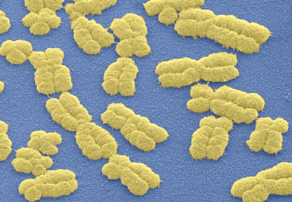 Yellow human chromosomes against blue background.