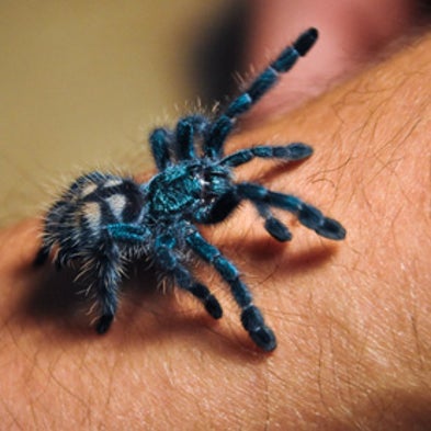 2-Hour Therapy Cures Spider Phobia by Rewiring the Brain ... rewiring a home 