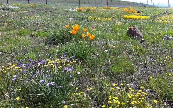 Low Biodiversity Brings Earlier Bloom