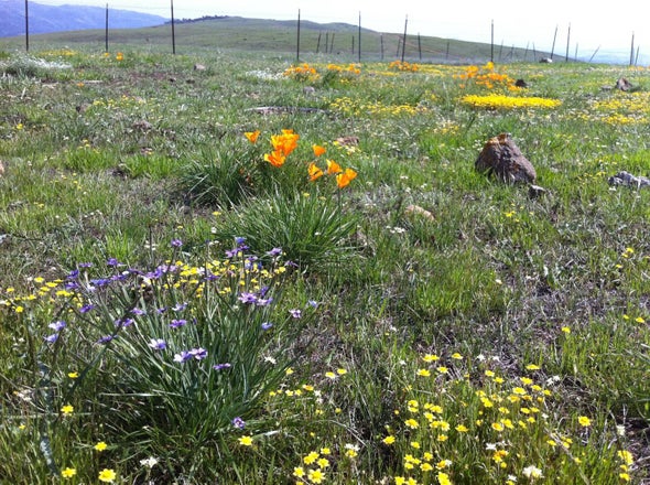 Low Biodiversity Brings Earlier Bloom