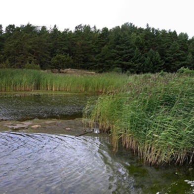 Smoking Weeds: Stopping Fast-Spreading, Invasive Reeds without ...