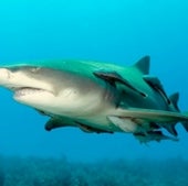 SHARK COGNITION