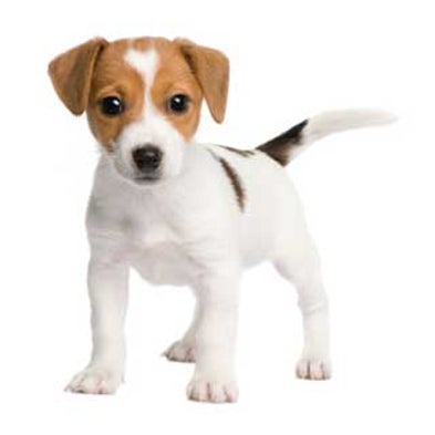 The Origin of Dogs