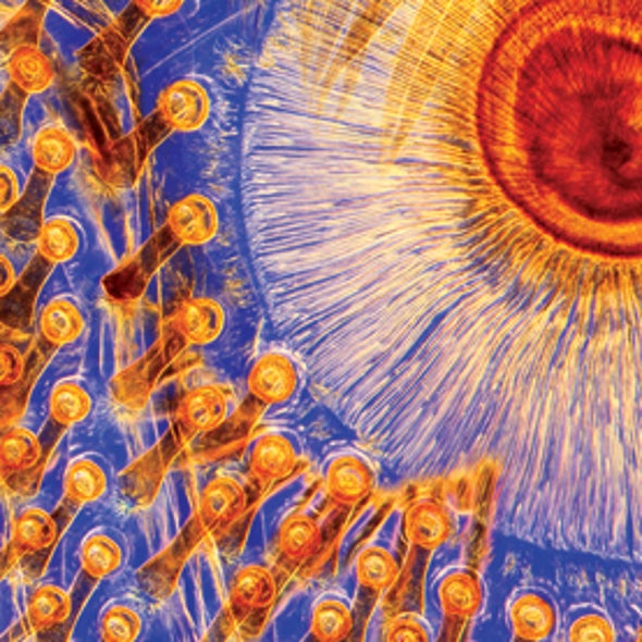 Life Unseen: Images of Magnificent Microscopic Landscapes [Slide Show]