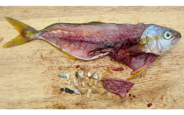 From Fish to Humans, A Microplastic Invasion May Be Taking a Toll