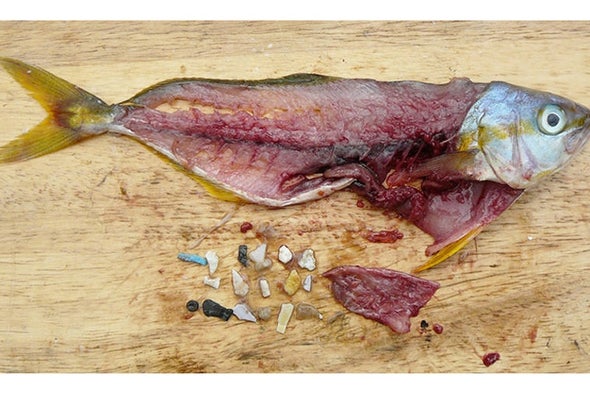 From Fish to Humans, A Microplastic Invasion May Be Taking a Toll