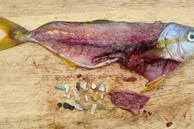 From Fish to Humans, A Microplastic Invasion May Be Taking a Toll