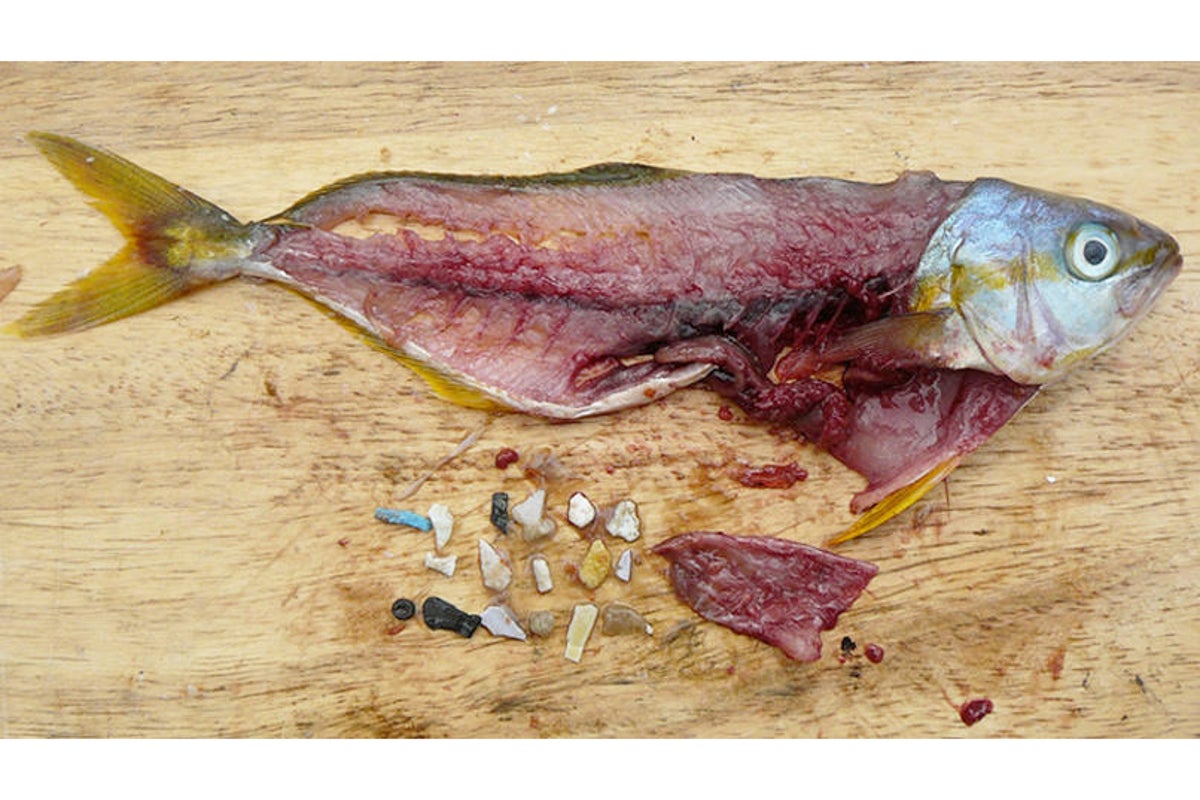 Alarming Level of Microplastics Found in Fish—Eating It 'A Personal Choice