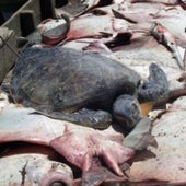 TURTLE BYCATCH:
