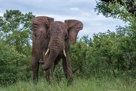 an elephant