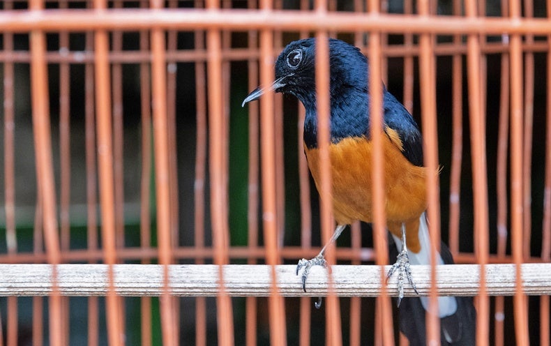 Wildlife Trade Entangles Nearly a Fifth of the Planet's Vertebrate Animals