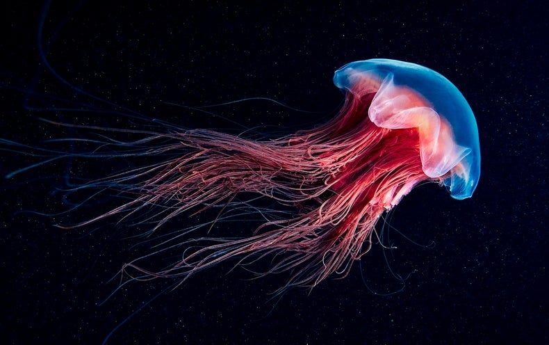 See Iridescent Jellyfish and Glowing Wonders of the Sea in World Oceans Day Photos - Scientific American
