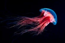 See Iridescent Jellyfish and Glowing Wonders of the Sea in World Oceans Day Photos