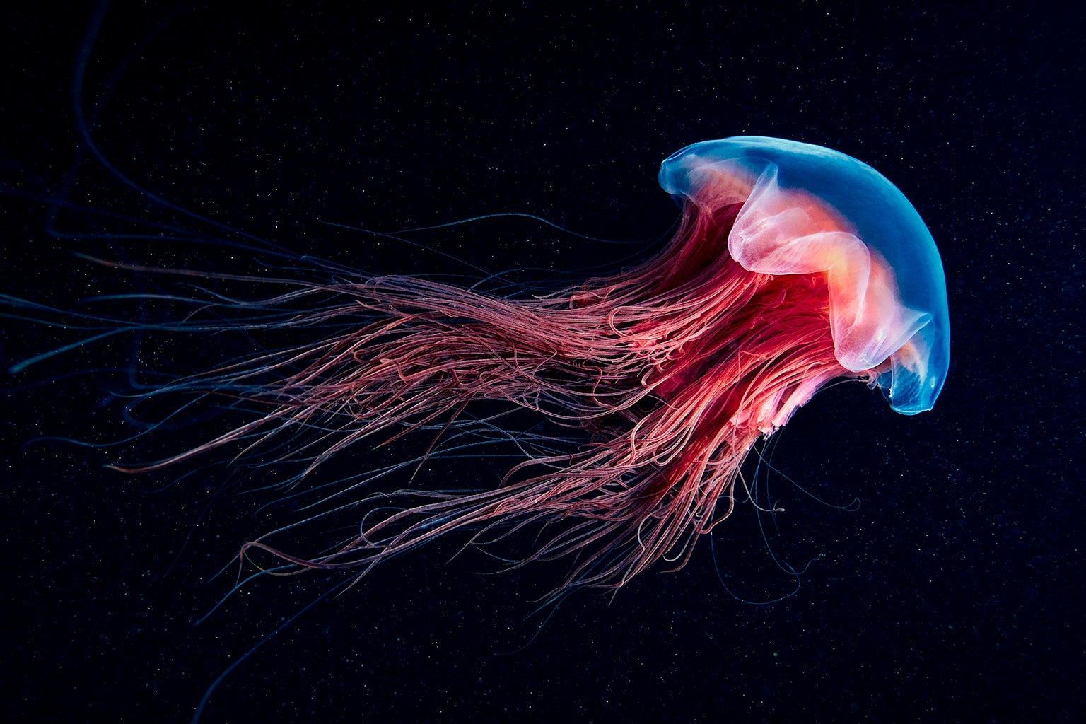 most beautiful sea creatures in the world -  The Luminous Jellyfish