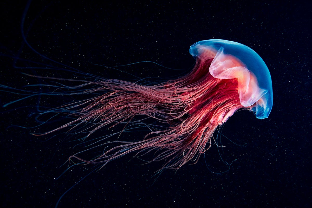See Iridescent Jellyfish and Glowing Wonders of the Sea in World