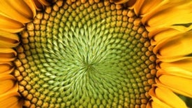 The Mind-Blowing Mathematics of Sunflowers