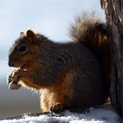 Project Squirrel