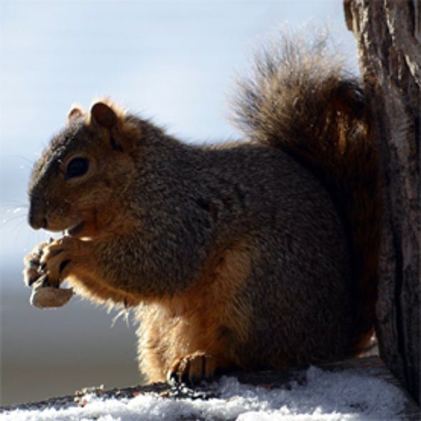 Project Squirrel