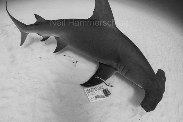 Scalloped Hammerheads Become First Shark Species on the U.S. Endangered Species List