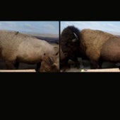AMERICAN BISON--BEFORE AND AFTER