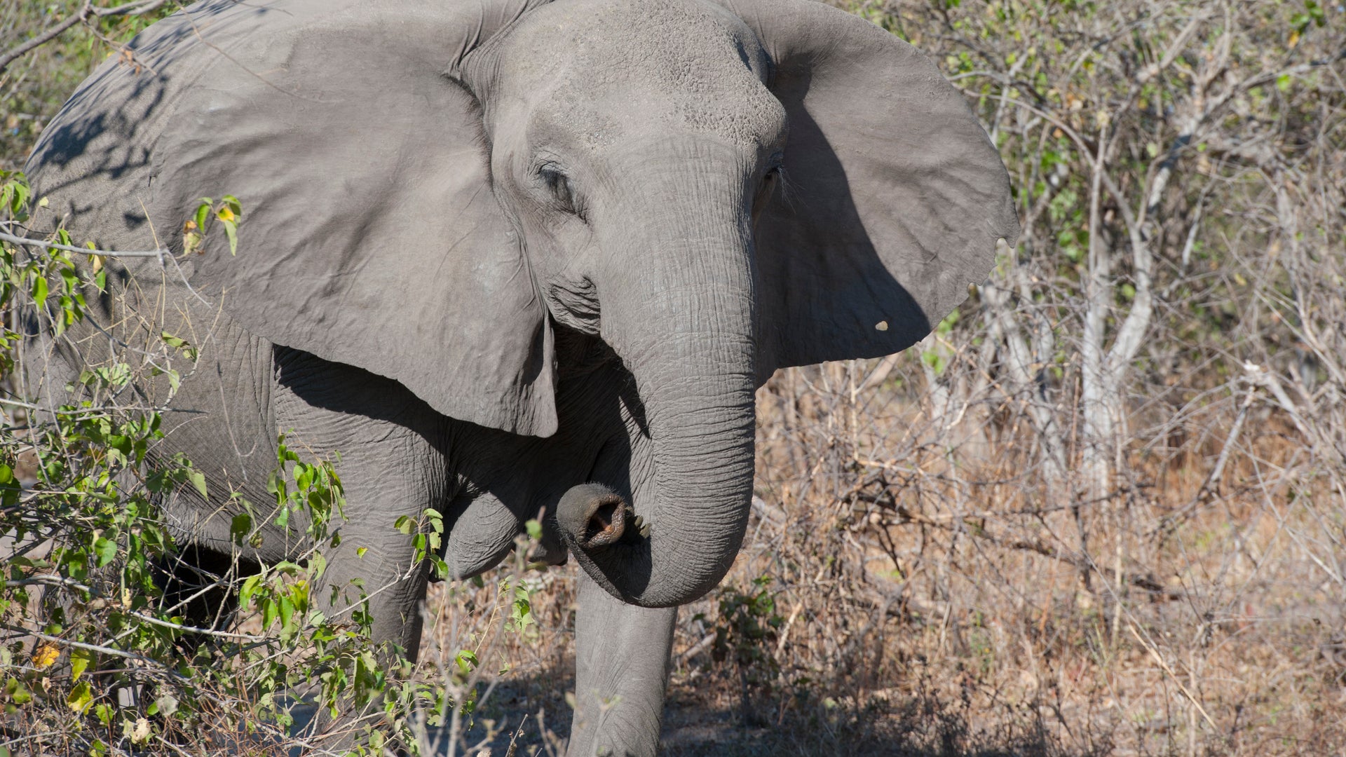 Disturbing Answers to the Mystery of Tuskless Female Elephants | Scientific  American