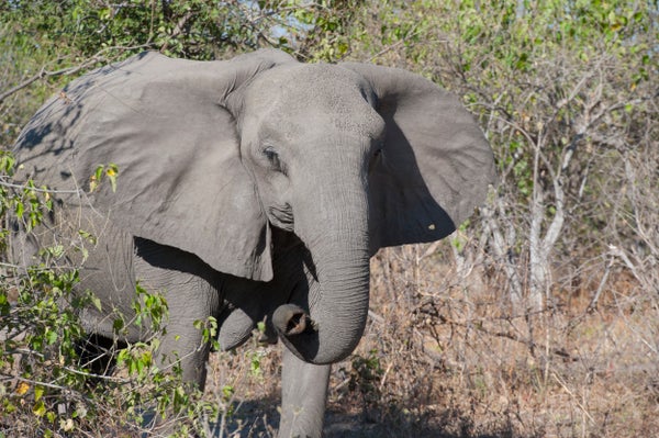 A tuskless female elephant walks in a preserve.