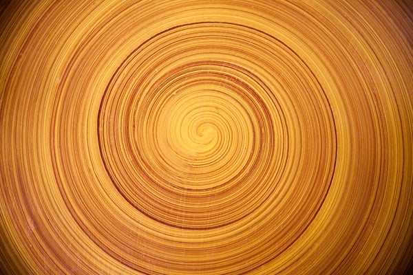 Close up of tree rings