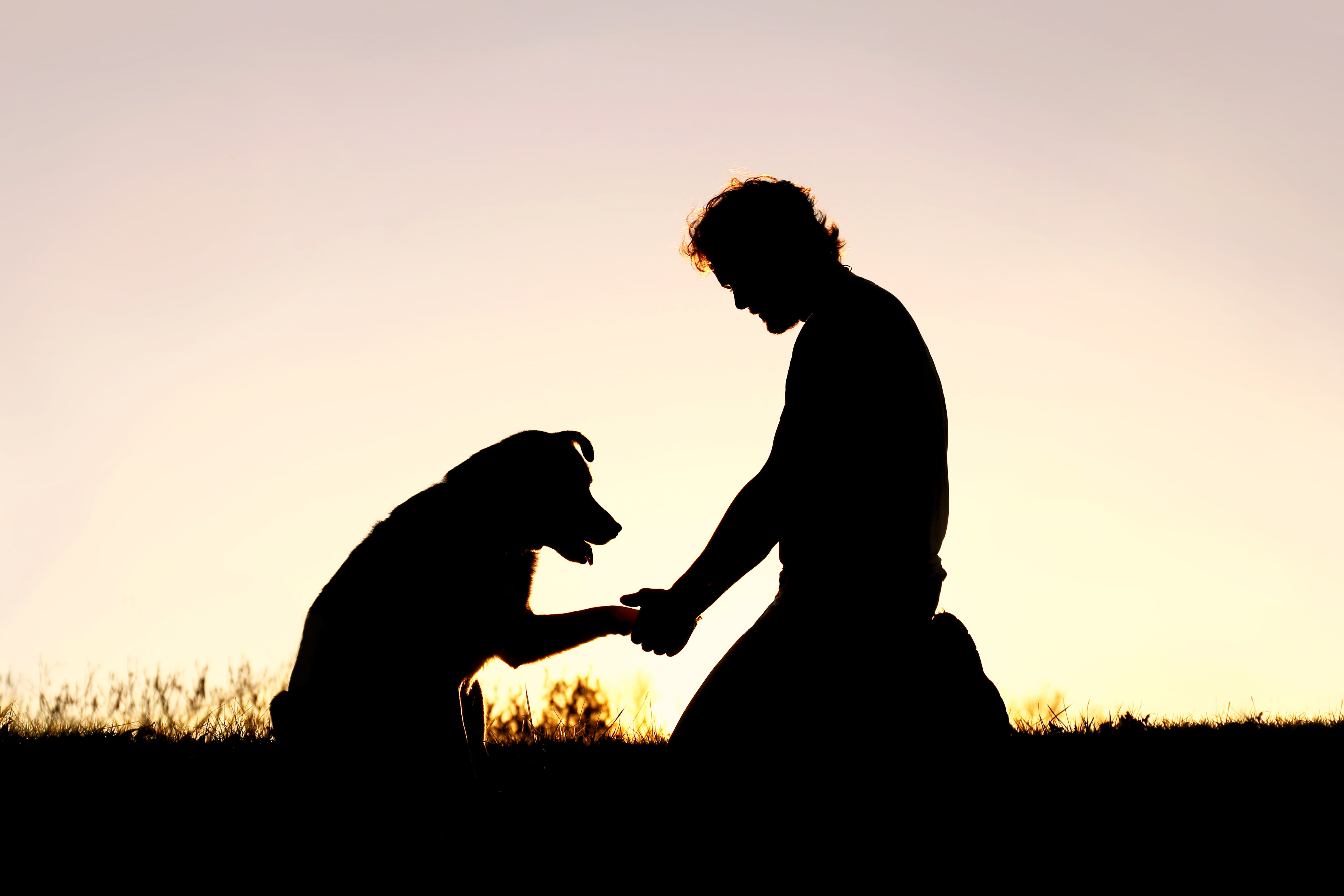 can a dog mourn the loss of a cat