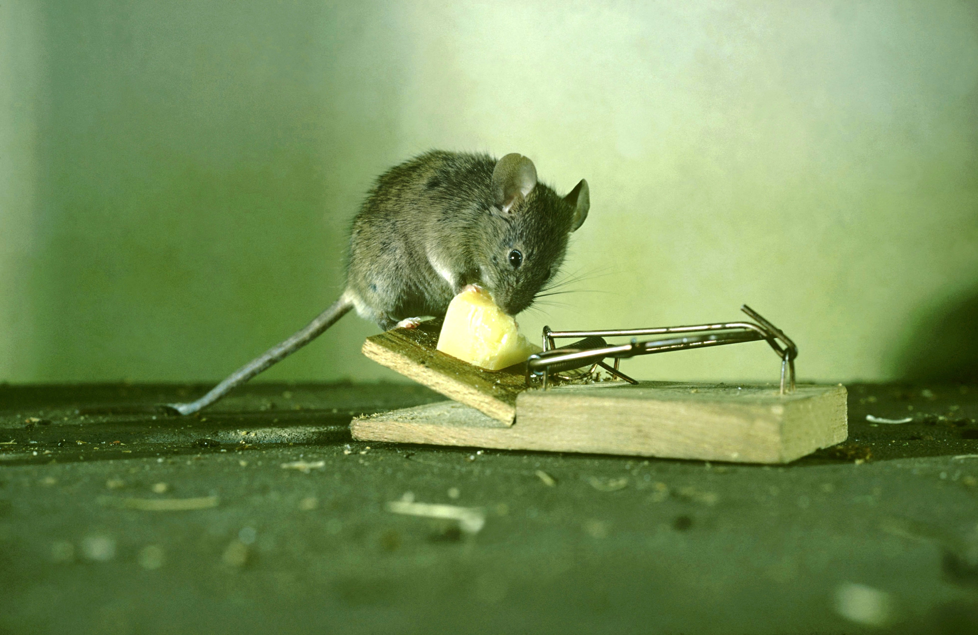 photo of a mouse