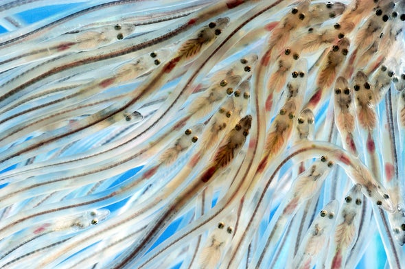 Do Baby Eels Use Magnetic Maps to Hitch a Ride on the Gulf Stream?