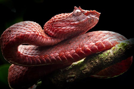 Close-up view of a coiled, dark pink-colored snake