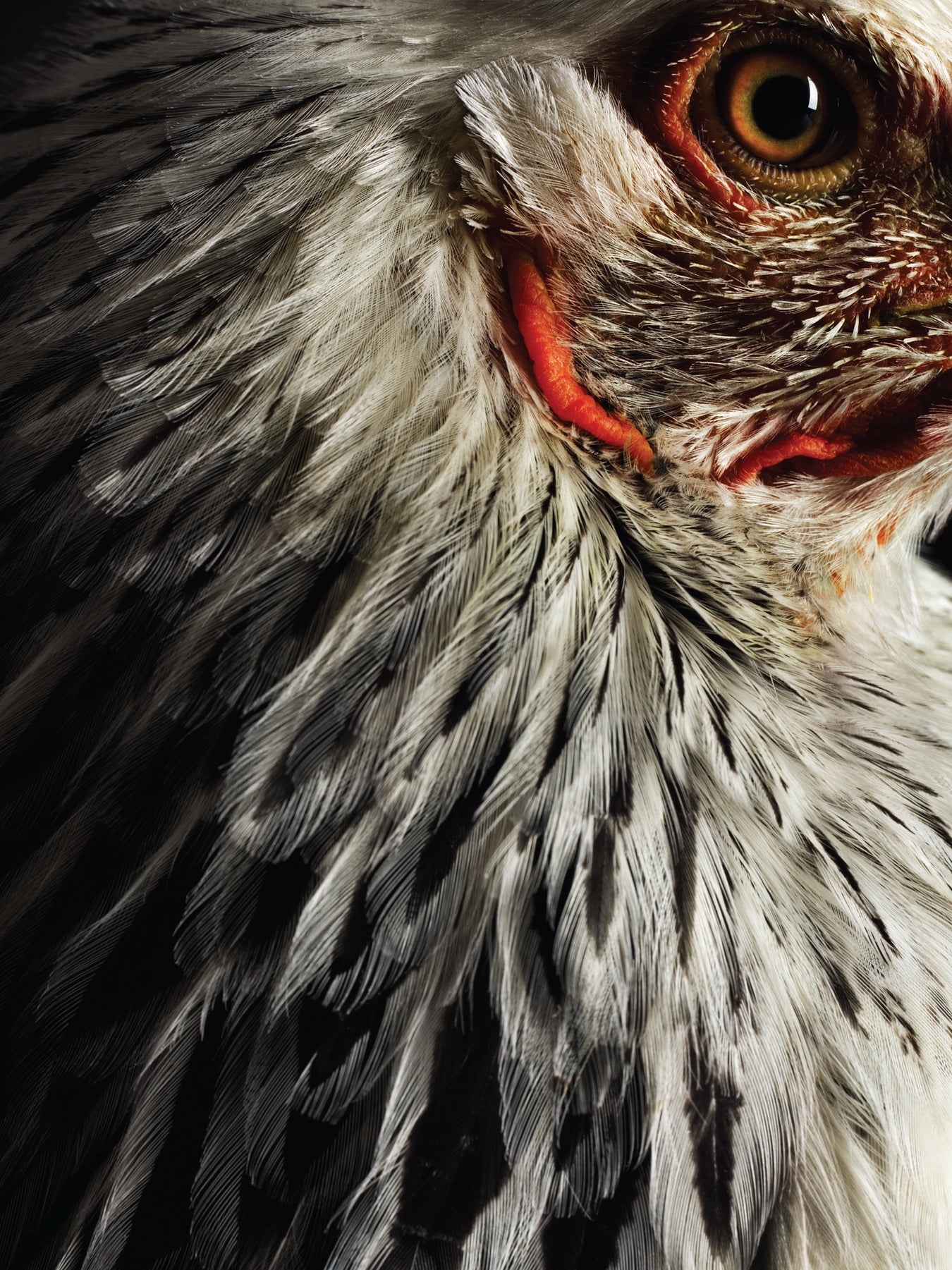 The Startling Intelligence of the Common Chicken | Scientific American
