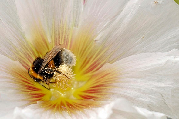 Bees Learn Soccer from Their Buddies