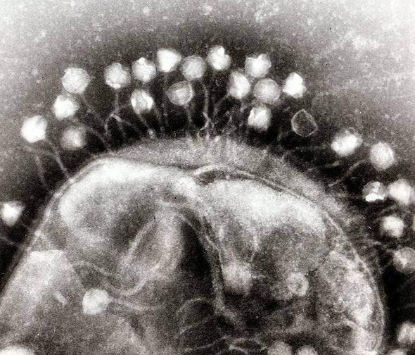 Do You Speak Virus? Phages Caught Sending Chemical Messages