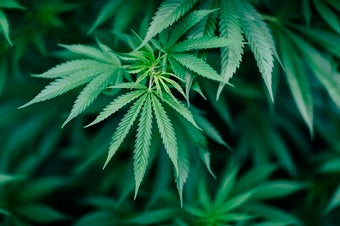 FDA Approves Country's First Marijuana-Based Medicine