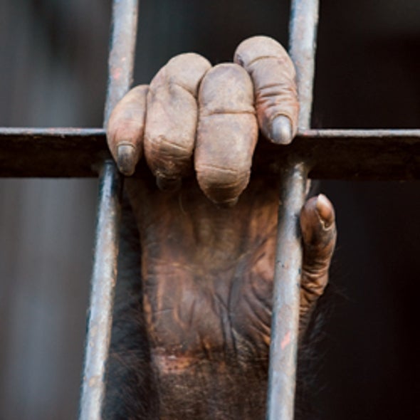Ban Chimp Testing