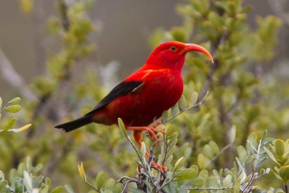 Harnessing the Power of Gene Drives to Save Wildlife