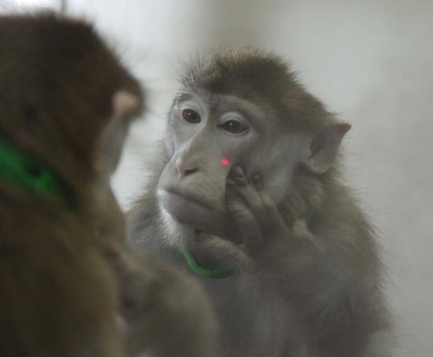 Monkeys Seem to Recognize Their Reflections