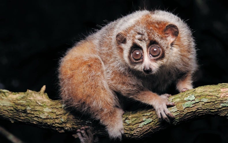 Cute and Ugly Pygmy Lorises Are Actually Two Different Species