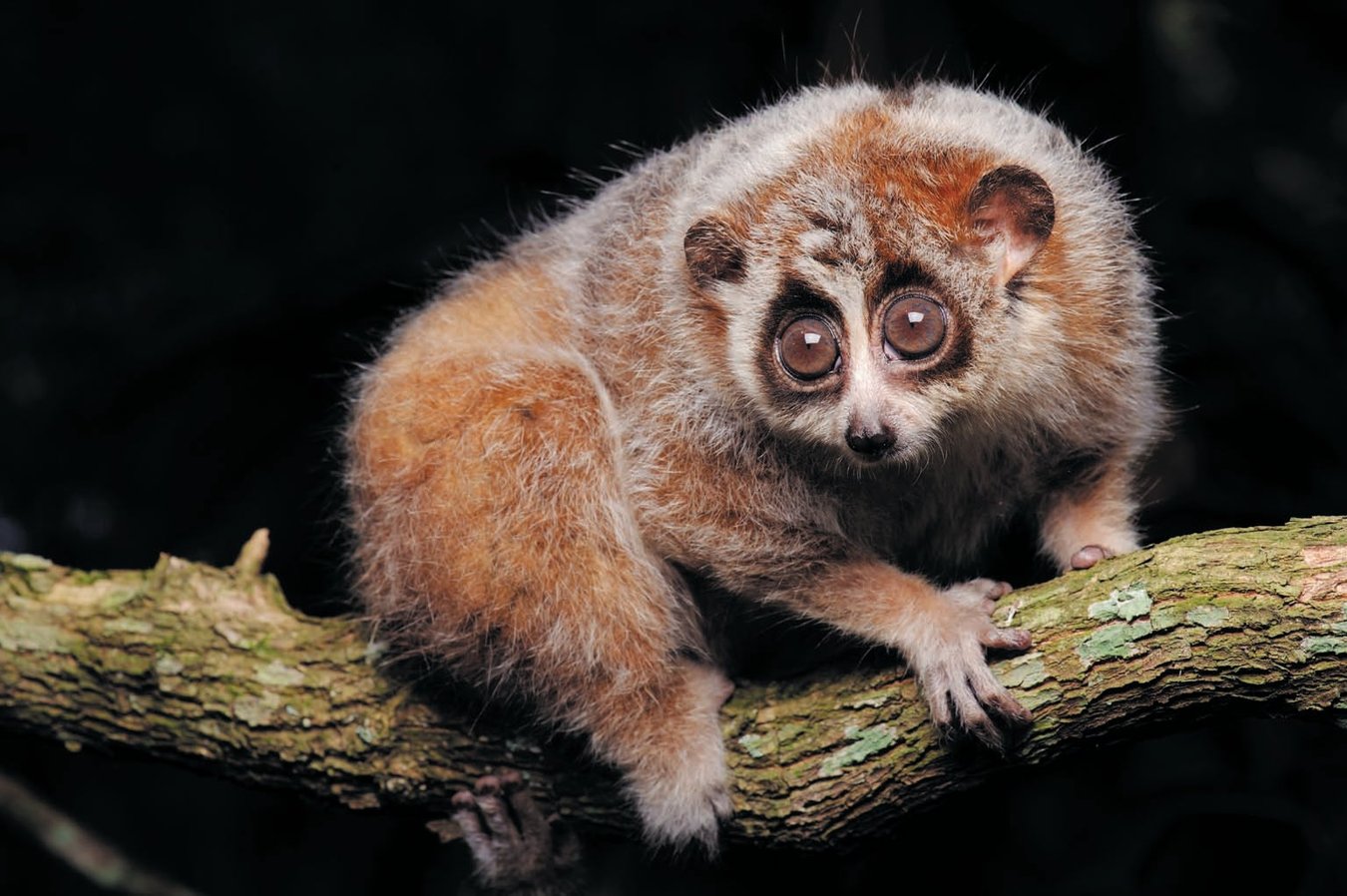 Pymy Loris Cute and Ugly Pygmy Lorises Are Actually Two Different Species ...