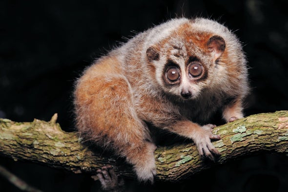 Cute and Ugly Pygmy Lorises Are Actually Two Different Species
