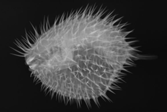 Penetrating Piscine Patterns: X-Rays Reveal What's Beneath Fishes' Scales [Slide Show]