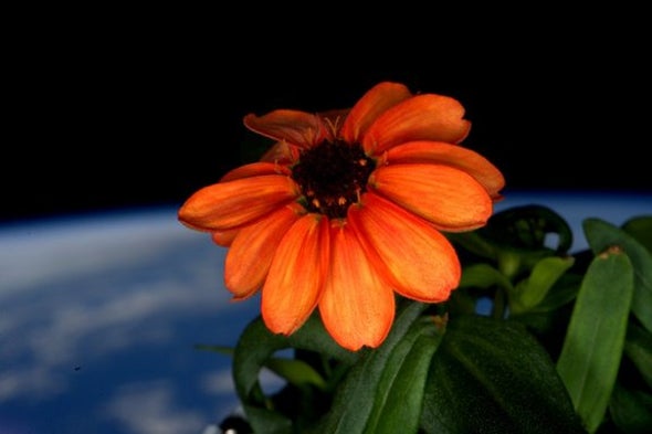 A Garden Grows in Space: First Zinnias Bloom, to an Astronaut's Delight