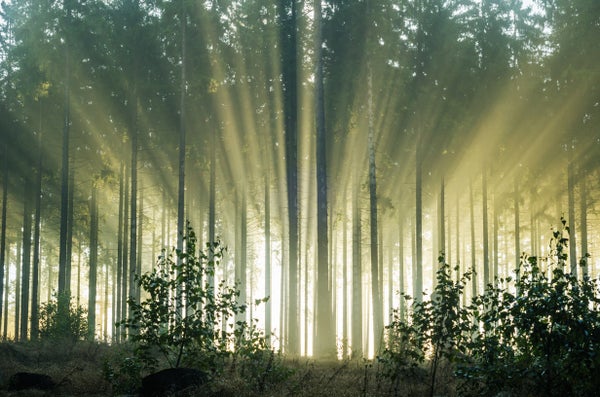 Foggy morning in a spruce forest with sunbeams