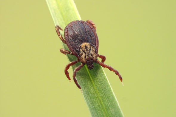 New Cause for Lyme Disease Complicates Already Murky Diagnosis