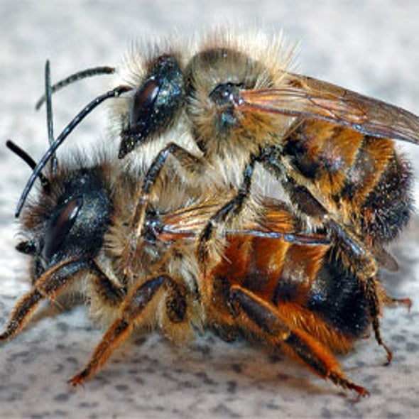 Native Buzz