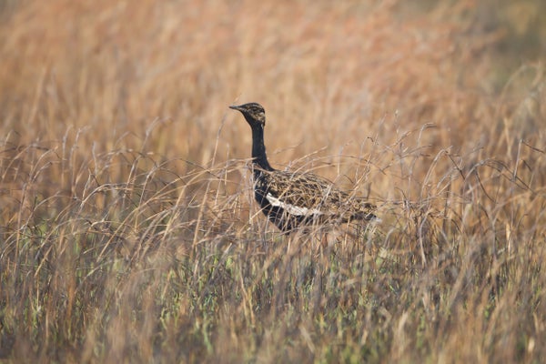 Bengal Florican in tall, yellow grass.