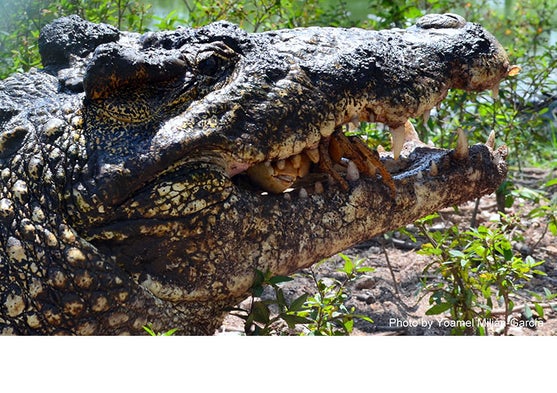endangered cuban crocodiles are losing their genetic identity