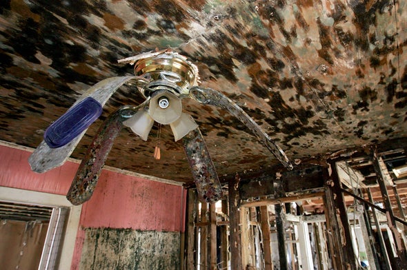 Beyond Bleach: Mold Is a Long-Term Problem after Flood and Disasters